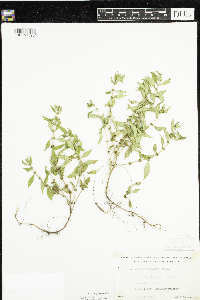 Lycopus uniflorus image