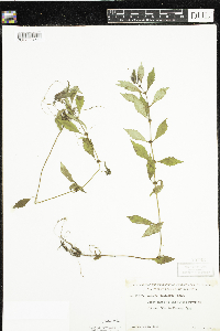 Lycopus uniflorus image