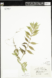 Lycopus uniflorus image