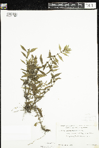 Lycopus uniflorus image