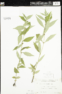 Lycopus uniflorus image