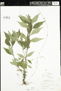 Lycopus uniflorus image