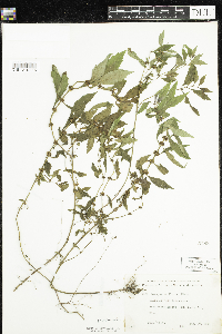 Lycopus uniflorus image