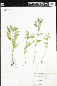 thumbnail image of current specimen