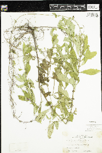 Media resource of Lycopus uniflorus