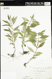 Thumbnail image of current specimen