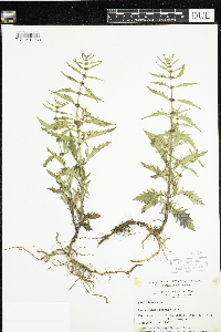 Media resource of Lycopus americanus