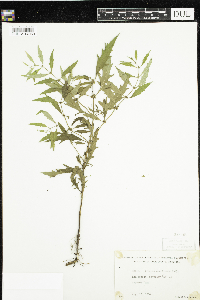 Thumbnail image of current specimen