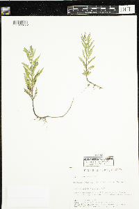 thumbnail image of current specimen
