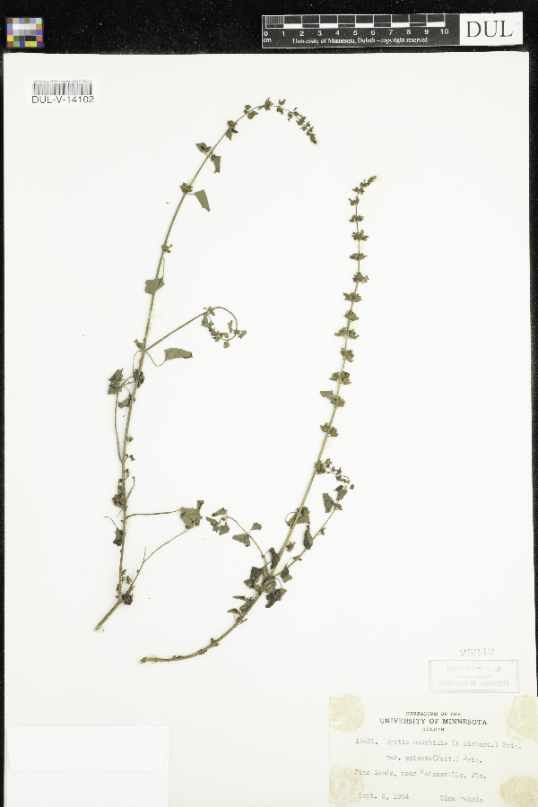 Hyptis mutabilis image