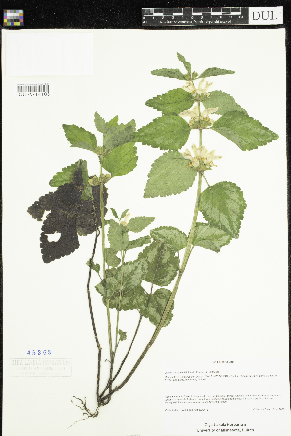 Lamiastrum galeobdolon image