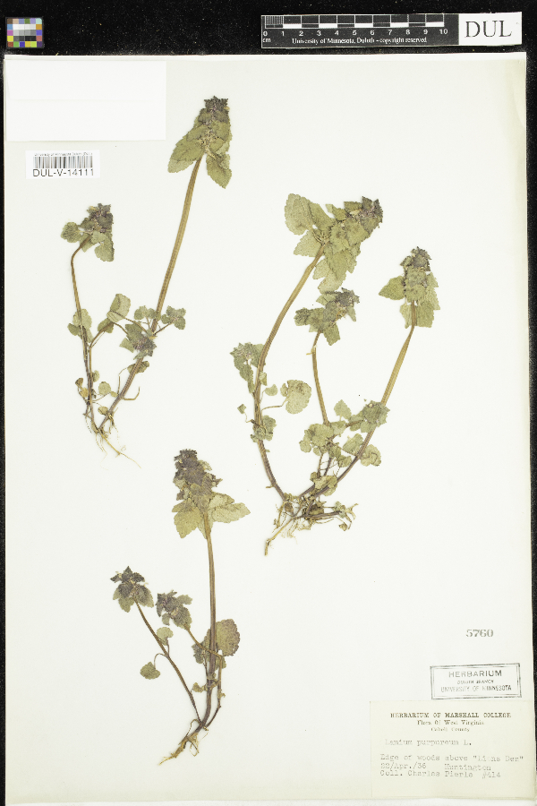 Lamium purpureum image