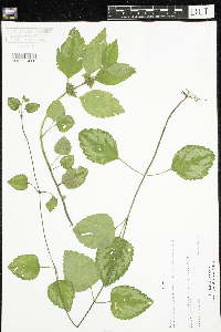 Lamium maculatum image