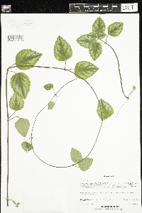 Lamium maculatum image