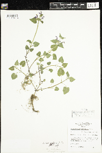 Lamium maculatum image
