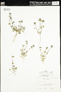 Media resource of Botrypus virginianus