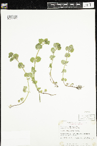 Media resource of Glechoma hederacea