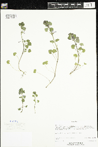 thumbnail image of current specimen