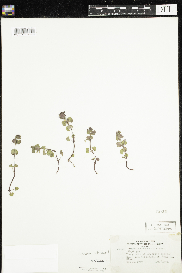 thumbnail image of current specimen