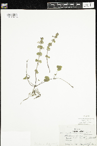 thumbnail image of current specimen