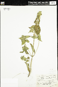 Galeopsis tetrahit image
