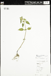 Galeopsis tetrahit image
