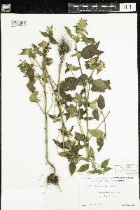 Galeopsis tetrahit image