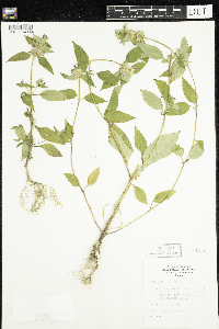 Galeopsis tetrahit image