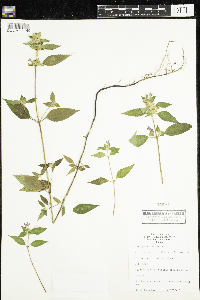 Galeopsis tetrahit image