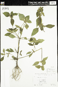 Galeopsis tetrahit image