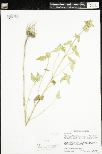 Galeopsis tetrahit image