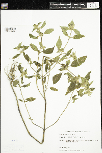 Galeopsis tetrahit image