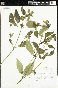 Galeopsis tetrahit image