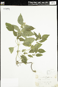 Galeopsis tetrahit image