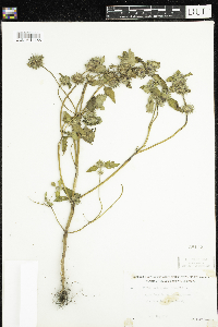 Galeopsis tetrahit image