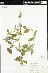 Galeopsis bifida image