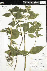 Galeopsis bifida image