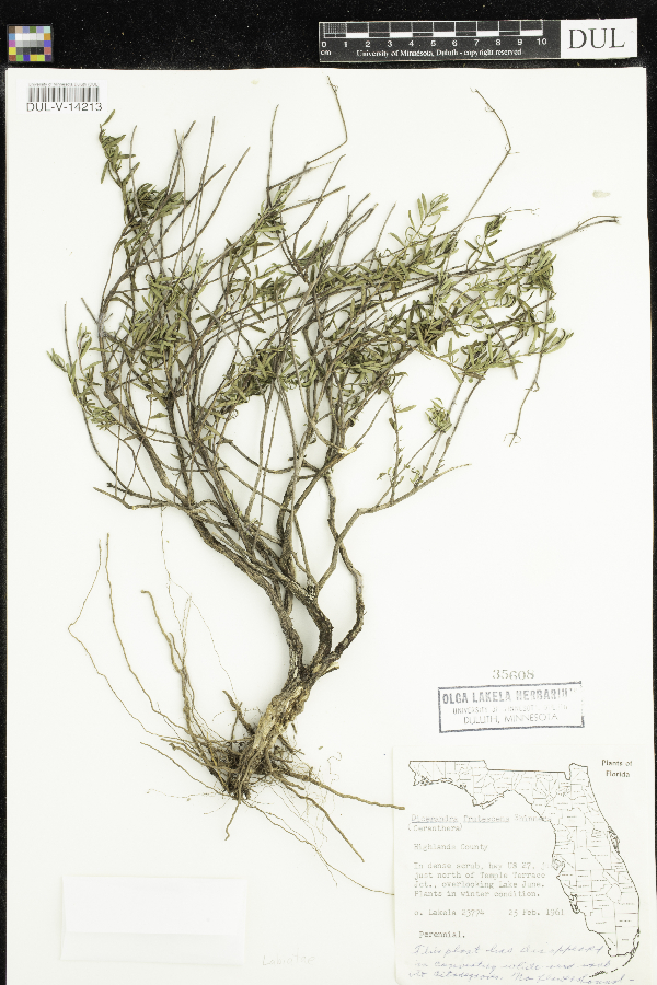 Dicerandra frutescens image