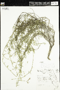 Dicerandra frutescens image
