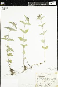 Clinopodium vulgare image