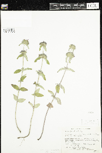 Clinopodium vulgare image