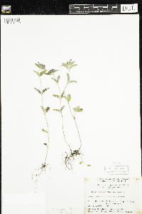 Clinopodium vulgare image