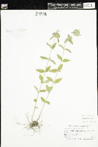 Clinopodium vulgare image