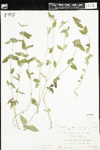 Clinopodium vulgare image