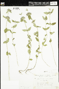 Clinopodium vulgare image