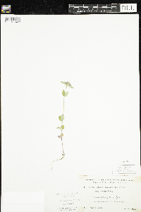 Clinopodium vulgare image