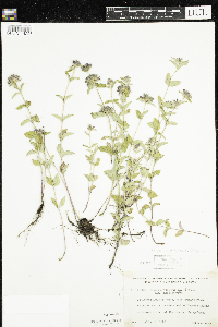 Clinopodium vulgare image