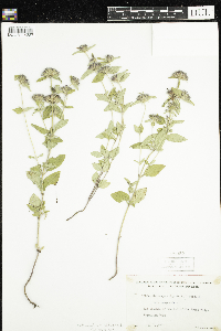 Clinopodium vulgare image