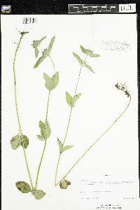 Clinopodium vulgare image