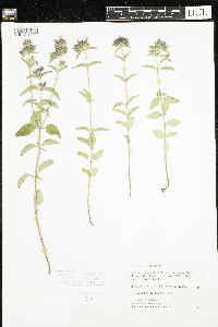Clinopodium vulgare image